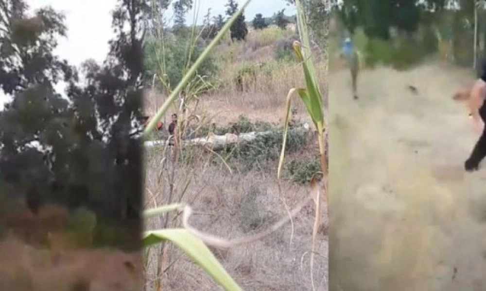 Κυπριακό - Θράσος Τούρκων: Κόβουν ευκάλυπτους στη Νεκρή Ζώνη!